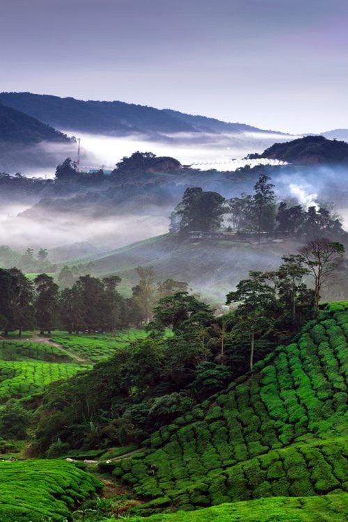 Ou Inn Cameron Highlands ,Ferm Nyonya Restaurant Tanah Rata Ngoại thất bức ảnh